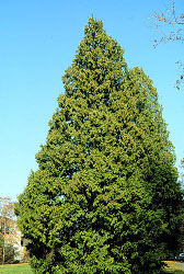 Thuja plicata - Western Red Cedar